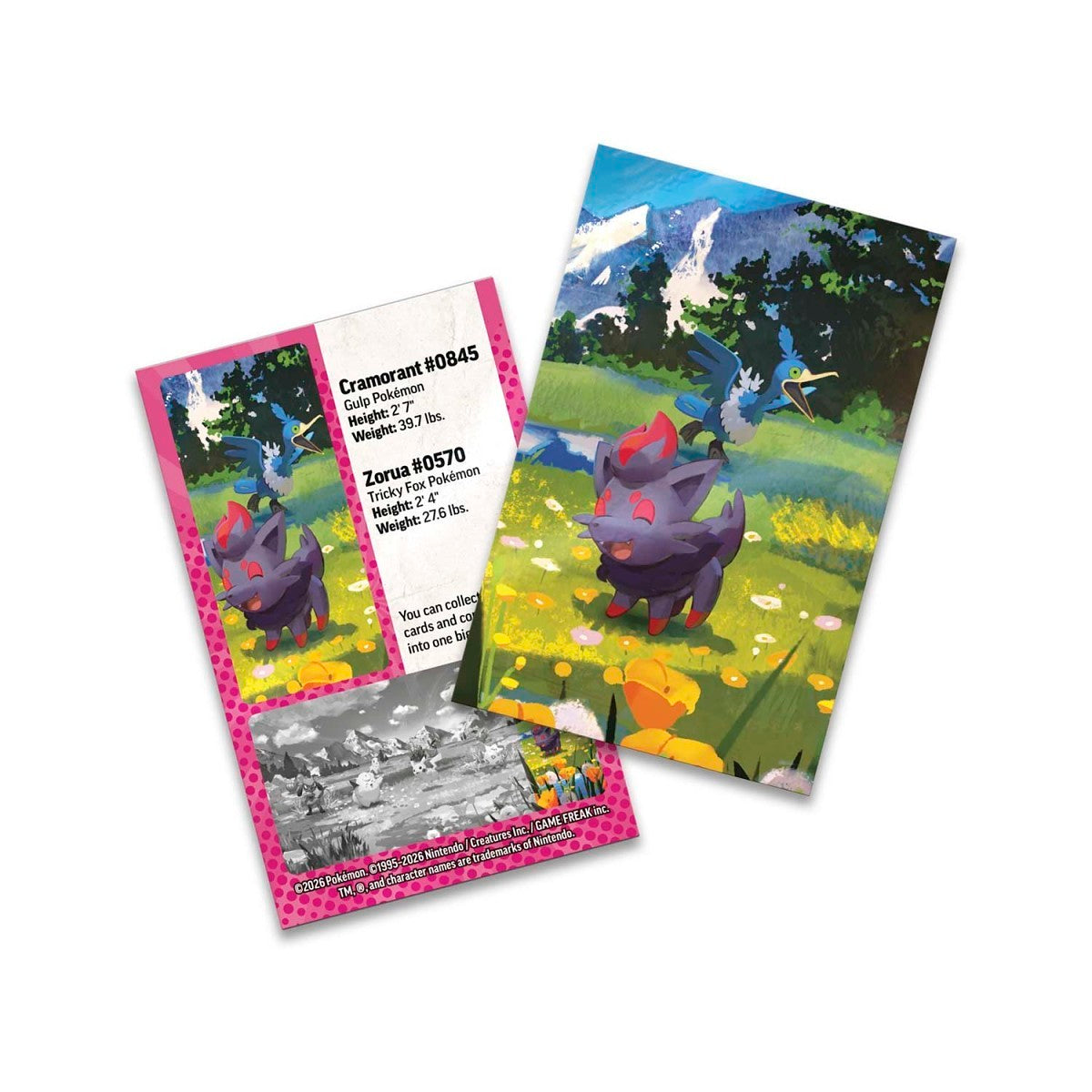 Pokemon TCG Mega Evolution Ascended Heroes Mini Tin Zorua & Cramorant